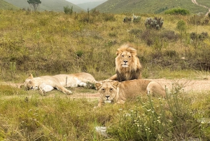 Città del Capo: tour naturalistico di 2 giorni con safari e soggiorno di lusso