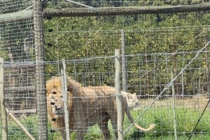 Kapsztad: 3-dniowa wycieczka po mieście, półwyspie i winnicach