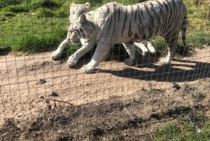 Kapsztad: 3-dniowa wycieczka po mieście, półwyspie i winnicach