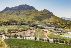 Kapkaupungin viinikierros (Paarl, Stellenbosch & Franschhoek)