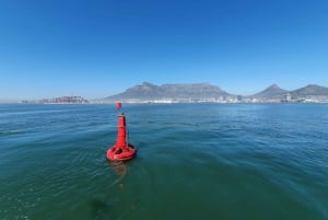 Le Cap : Croisière de 30 minutes en bateau dans le port avec observation des phoques