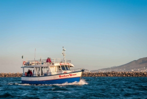 Cape Town: 30 Minute Harbour Boat Cruise with Seal Watching