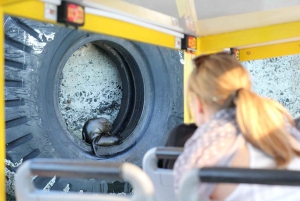 Cape Town: 30 Minute Seal-Watching Harbour Cruise