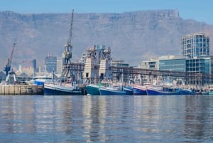 Cape Town: 30 Minute Seal-Watching Harbour Cruise
