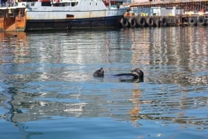 Cape Town: 30 Minute Seal-Watching Harbour Cruise