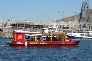 Cape Town: 30 Minute Seal-Watching Harbour Cruise