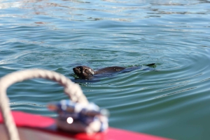 Kapstadt: 30 Minuten Hafenrundfahrt zur Robbenbeobachtung