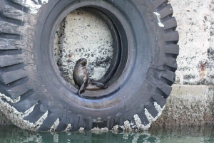 Kapstadt: 30 Minuten Hafenrundfahrt zur Robbenbeobachtung