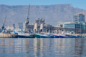 Kapstadt: 30 Minuten Hafenrundfahrt zur Robbenbeobachtung