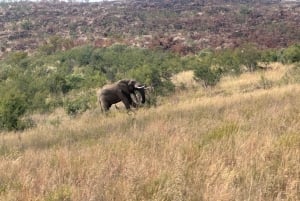 Kaapstad: 5-daagse Kruger Park & Eswatini Tour met vluchten