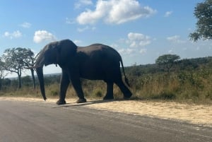 Kaapstad: 5-daagse Kruger Park & Eswatini Tour met vluchten