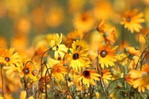 Cape Town: 5-Day West Coast Flower Tour