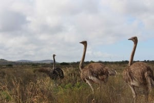 Cape Town: 5-Day West Coast Flower Tour