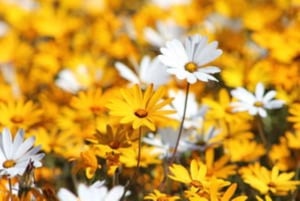 Cape Town: 5-Day West Coast Flower Tour