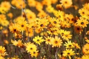 Cape Town: 5-Day West Coast Flower Tour