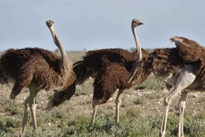 Cape Town: 7-Day Garden Route Safari Adventure