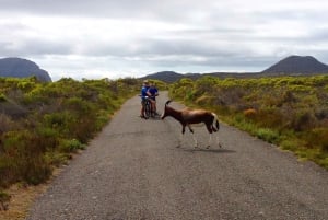 Cape Town: 9-timers privat guidet sykkeltur til Cape Point