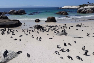 Cidade do Cabo: 9 horas de tour guiado privado de Cape Point em bicicleta