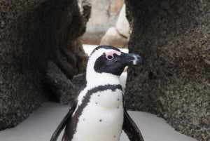 Flughafentransfers und Shuttles in Kapstadt