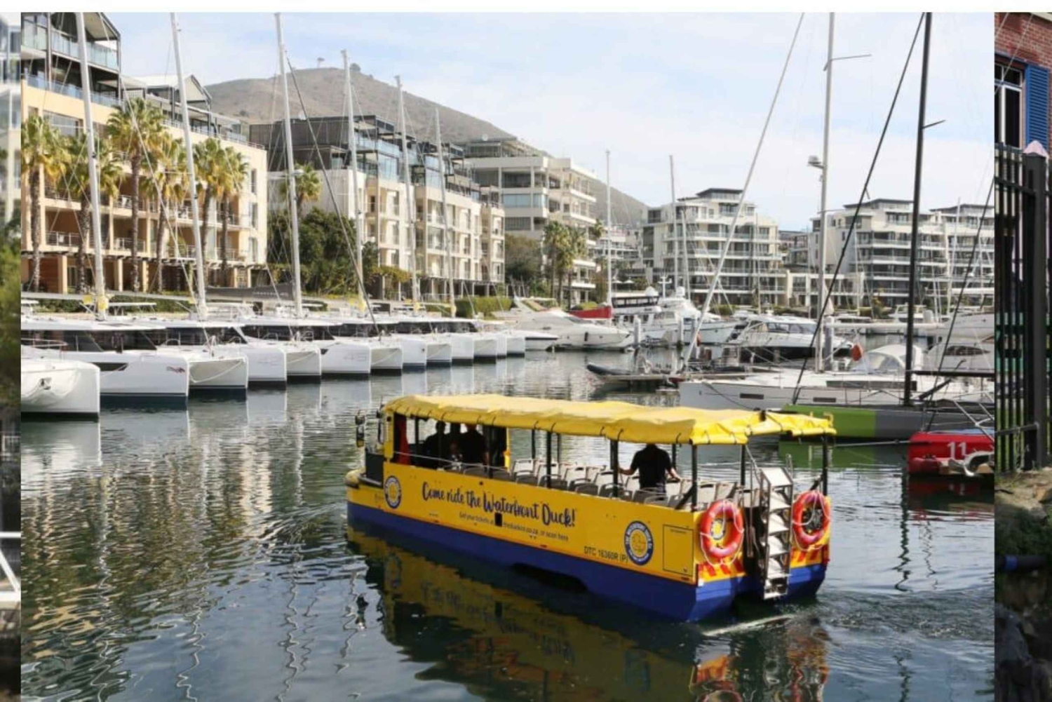 Cape Town: Dag med akvarium, andetur og botanisk have