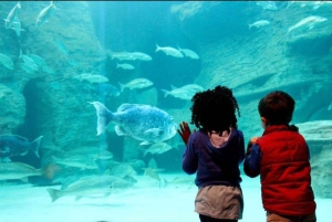 Città del Capo: giornata dedicata all'acquario, al tour delle anatre e al giardino botanico