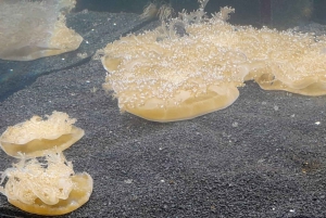 Città del Capo: giornata dedicata all'acquario, al tour delle anatre e al giardino botanico
