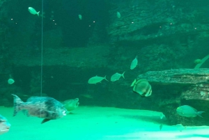 Città del Capo: giornata dedicata all'acquario, al tour delle anatre e al giardino botanico