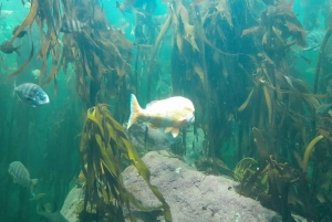 Città del Capo: giornata dedicata all'acquario, al tour delle anatre e al giardino botanico