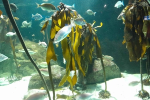 Città del Capo: giornata dedicata all'acquario, al tour delle anatre e al giardino botanico