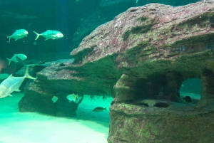 Città del Capo: giornata dedicata all'acquario, al tour delle anatre e al giardino botanico