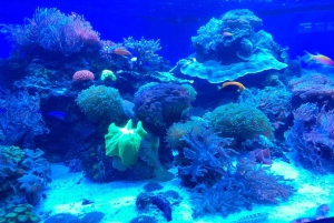 Città del Capo: giornata dedicata all'acquario, al tour delle anatre e al giardino botanico