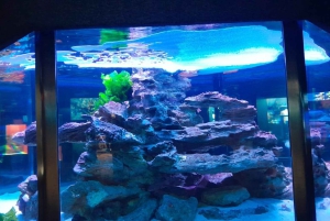 Città del Capo: giornata dedicata all'acquario, al tour delle anatre e al giardino botanico