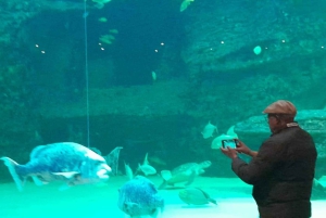 Città del Capo: giornata dedicata all'acquario, al tour delle anatre e al giardino botanico