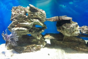 Città del Capo: giornata dedicata all'acquario, al tour delle anatre e al giardino botanico