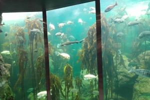 Cape Town: Dag med akvarium, andetur og botanisk have