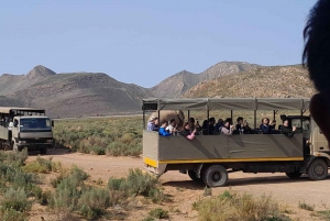 Città del Capo: safari Aquila big five con trasporto e pranzo