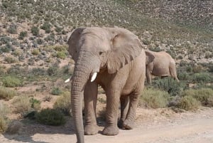 Città del Capo: safari Aquila big five con trasporto e pranzo