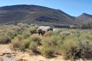 Città del Capo: safari Aquila big five con trasporto e pranzo