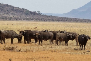 Città del Capo: safari Aquila big five con trasporto e pranzo