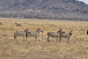 Città del Capo: safari Aquila big five con trasporto e pranzo