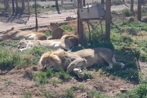 Città del Capo: safari Aquila big five con trasporto e pranzo