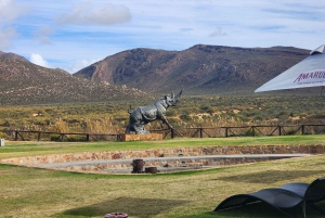 Città del Capo: safari Aquila big five con trasporto e pranzo