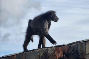 Città del Capo: safari Aquila big five con trasporto e pranzo