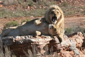 Cape Town: Adgang til Aquila Game Reserve på en dag og vildtkørsel