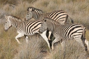 Kapstaden: dagstur till Aquila Game Reserve & viltsafari