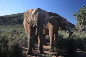 Città del Capo: escursione e safari all'Aquila Game Reserve