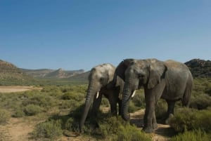 Kaapstad: dagtoegang voor Aquila Game Reserve & safari