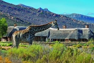 Cape Town: Adgang til Aquila Game Reserve på en dag og vildtkørsel