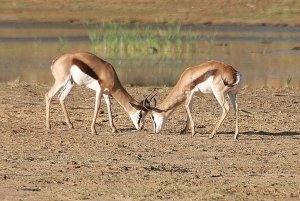 Città del Capo: Ingresso diurno alla riserva di caccia dell'Aquila e fotosafari