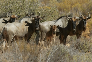 Città del Capo: Ingresso diurno alla riserva di caccia dell'Aquila e fotosafari